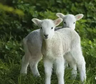 「生肖」生肖羊：“传说中”的3月23日恐有“血光之灾”