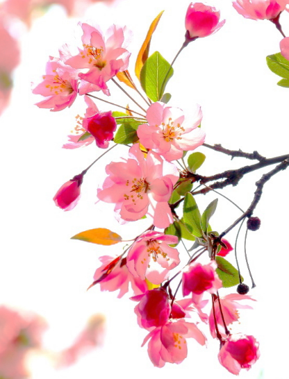 |11月下旬，4属相步入人生上上吉，财运开花，事业青云直上，生活幸福