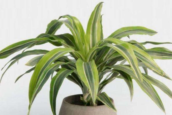 大门|家门口如果摆放上4样东西，预示着鸿运当头，财源滚滚！