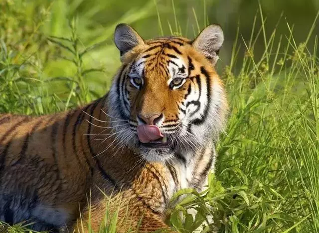 「」虎同志：要笑翻天了！有大喜事