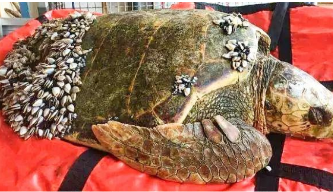 鲸鱼|“来自地狱的食物”,每年都会有人为它丧命!