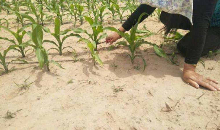 科学兴农|有地方农民给玉米割头，真的能增产？