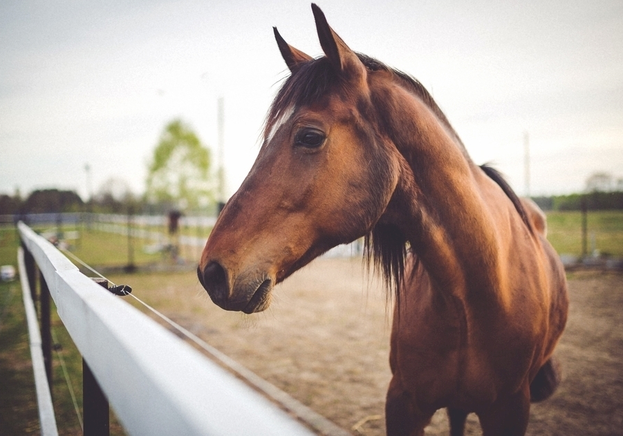 马肉|马肉也是肉的一种，为何几乎没人吃？看完你就知道了