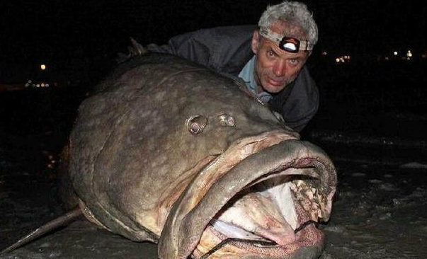 庞巴迪|被天敌吞下，却又能从体内逃出生天的动物，到底有多恐怖？