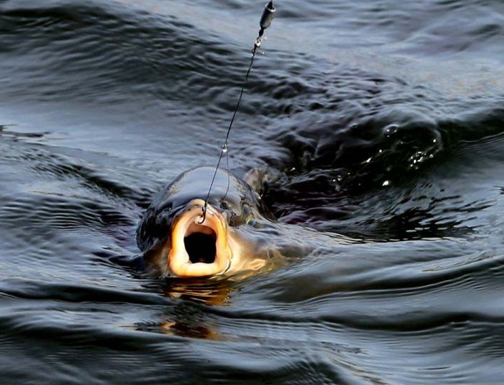 |野钓调漂，总是调不好，掌握这几点让你快速上手