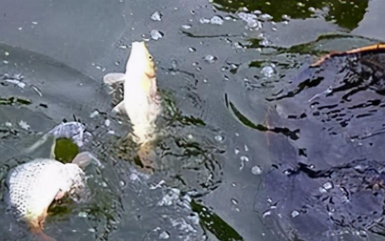 格德斯|黑坑鱼突然停口，逃脱不了这几个原因，教你妙招轻松解决