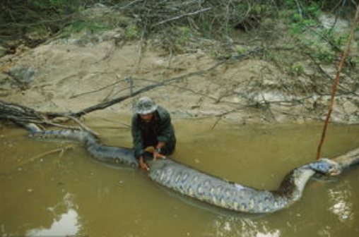 科学家|史前巨蟒被科学家复制到了博物馆里，人们看到后惊道：幸好它早已灭绝