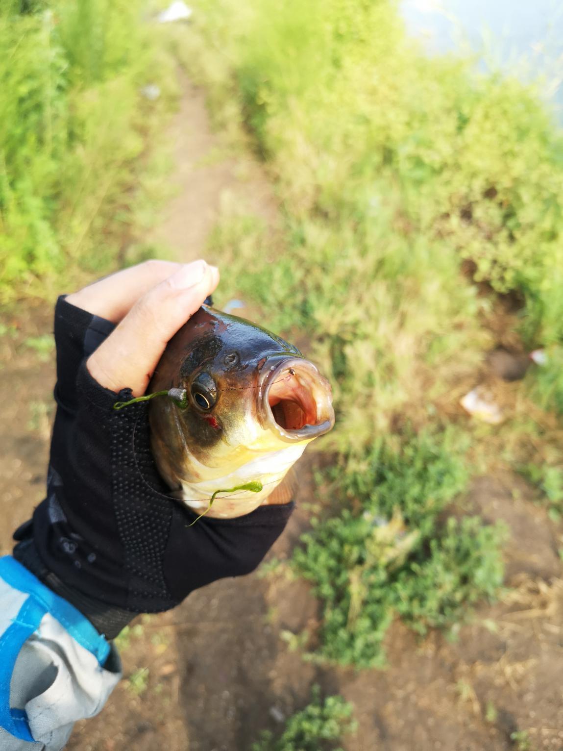 |初秋钓大鲫，揭秘老渔人的必杀技