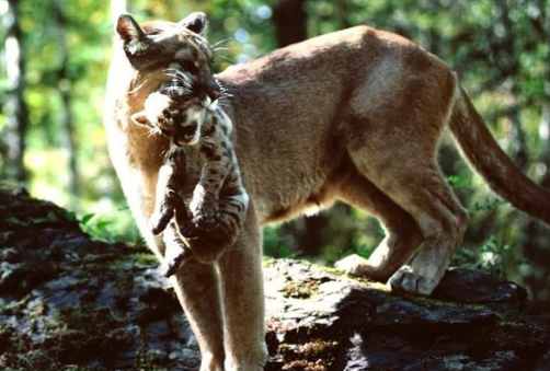 狮子|带你了解猫科动物之间不吃对方的肉