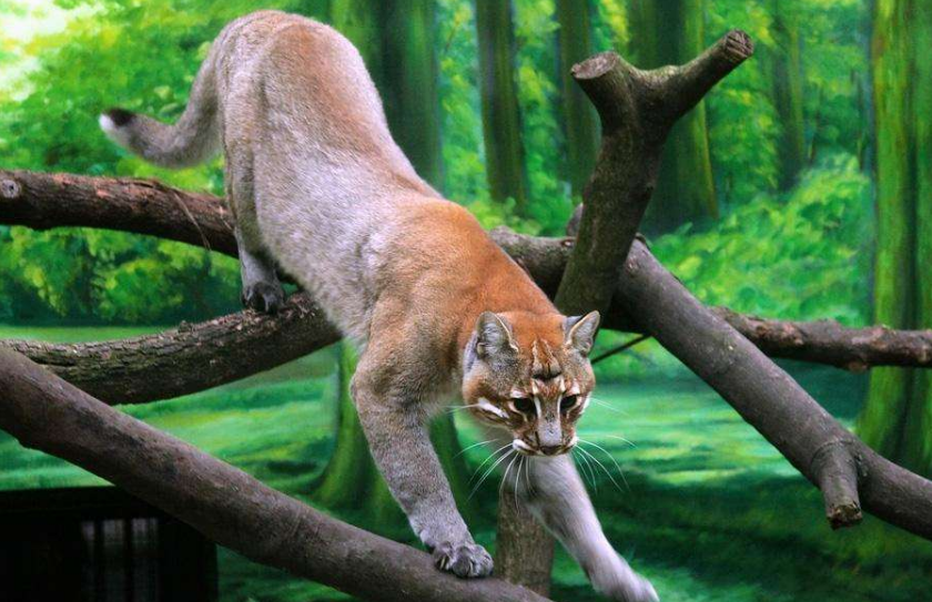 老虎|古代传说猛兽“彪”是何物?以老虎幼崽为食,05年后我国仅拍到3次