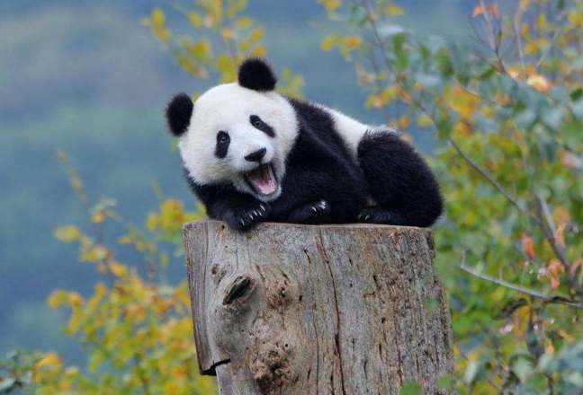 颜夕趣史|当年那个怒杀大熊猫的农民,得了70斤肉,他后来下场如何