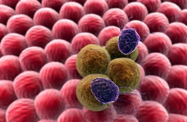 癌细胞|冠状病毒这么“厉害”，能不能杀癌细胞？看看显微镜下的真相