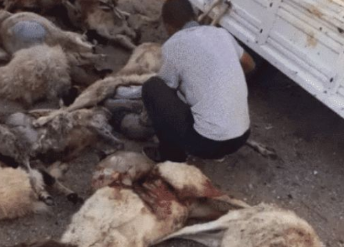 新疆维吾尔自治区■老虎一旦灭绝,对人类的影响到底能有多么大?新疆的教训至今难忘!