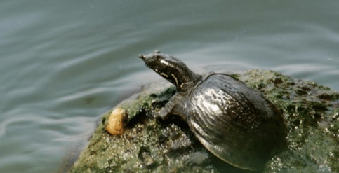 外星文明|王八、乌龟、鳖、甲鱼傻傻分不清楚?他们是不是同一个祖先?