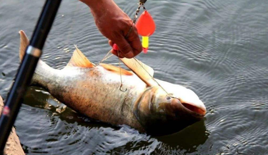 鲢鳙|秋钓鲢鳙全攻略，错过此季要等一年，大胖头真的信手拈来