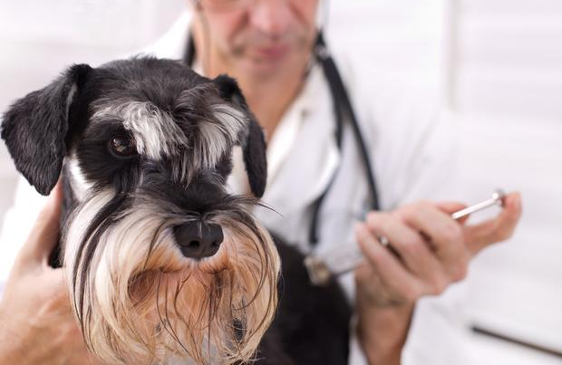 养狗最好养成这些习惯是对狗狗好的。