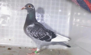 鸽子分棚的时间不宜过早但是也不宜过晚。