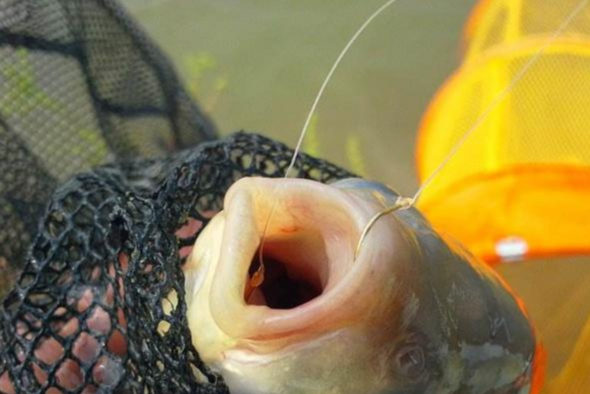 |钓鱼小药怎么用？根据不同季节来选用