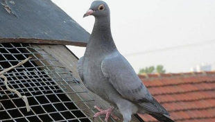 鸽子分棚的时间不宜过早但是也不宜过晚。