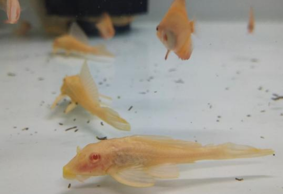 清理鱼缸的鱼是不会攻击其他鱼的