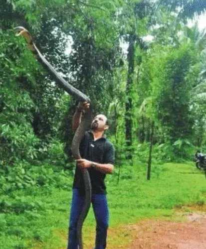 「毒蛇」世界体型最大的六种毒蛇, 黑曼巴仅排第四, 第一第二都在中国!  李青说娱乐