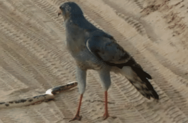 『毒蛇』两毒蛇都想吃掉对方，蛇雕一落地，两蛇立马一致对外