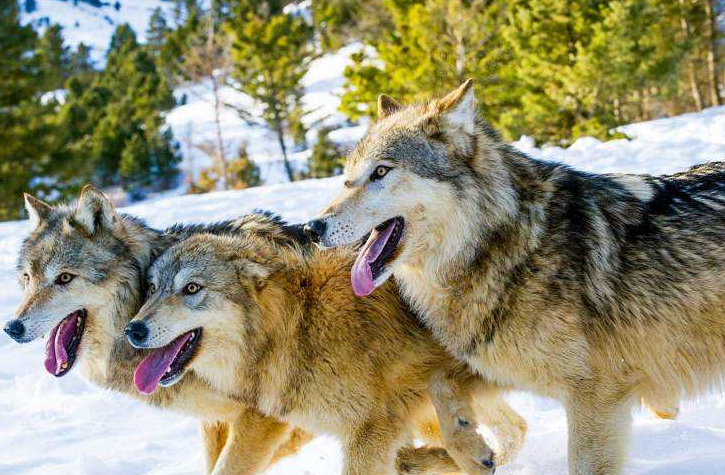 |人人都知“狼狈为奸”,狼都认识,狈到底是什么动物?