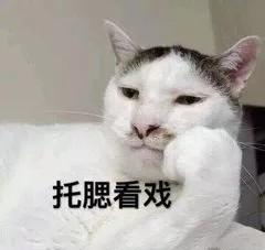 70%的猫咪更喜欢女性？一文告诉你真正原因，从此拥有吸猫体质