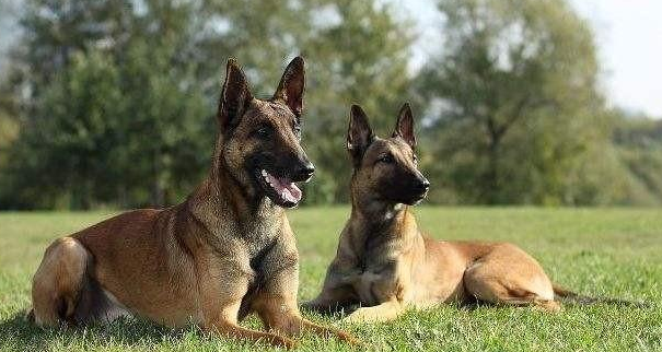 狗是群居动物，因此它们需要狗语才能相处和交流。