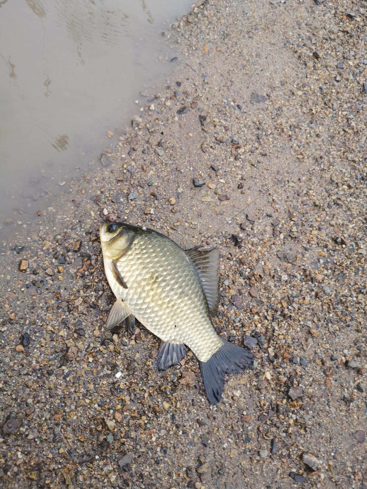 鲫鱼|秋天,大鲫鱼喜欢藏在这几个地方