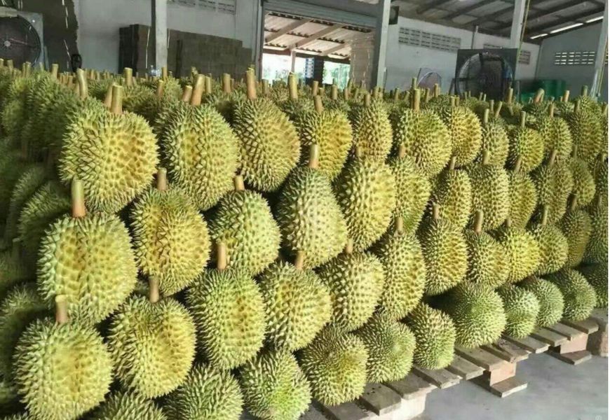 【无人问津】泰国榴莲烂在街头?无人问津的背后,是因为牌子上的这句中文