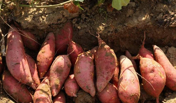 「祛湿」这些食物，是湿气的“克星”，每天吃一点，水肿、虚胖，都会不攻自破