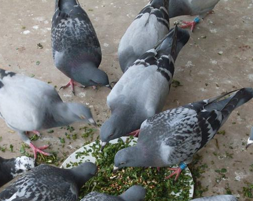 鸽子从小到大，要如何进行优劣的筛选？除了细致的观察之外，还有以下几点！