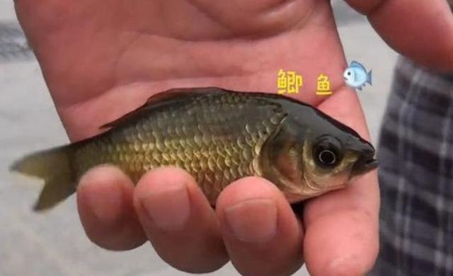 ▲从小鲫鱼中还能钓大板鲫?钓鱼老前辈的方法果然一试就灵,佩服!