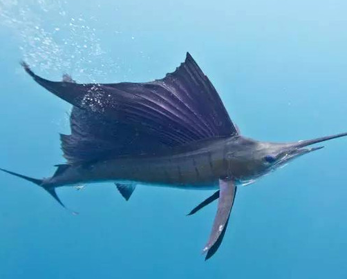 旗鱼@大自然中，旗鱼和剑鱼就像双胞胎一样，如果它们在水下对打，剑鱼完胜旗鱼！