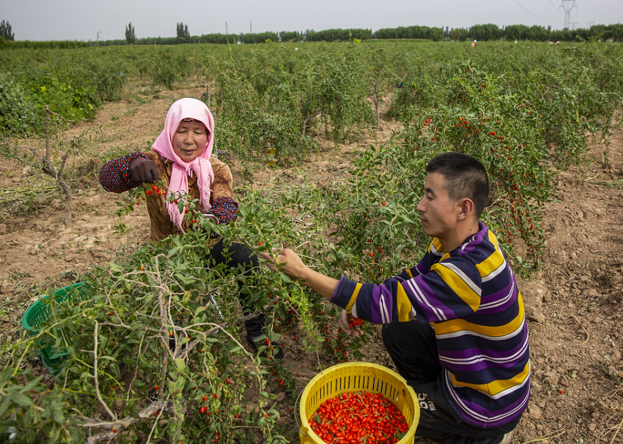 『枸杞』枸杞泡水能养肝?肝病专家:不加它等于“嚼稻草”!