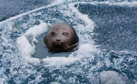 [贝加尔湖]贝加尔湖淡水资源占全球20%，却为何有海洋生物？
