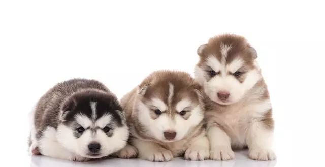 属狗@属狗人:2020年,“百年好囍”送上门,接住后福无穷!