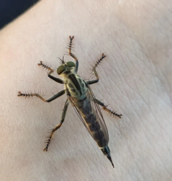 []“这是苍蝇变异了吗？弱弱问一下，被叮一口不会去见专业团队吧？”