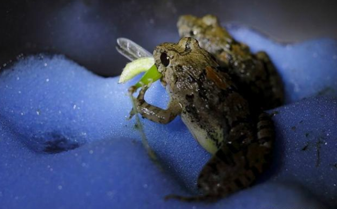 蝗虫灾害|蝗虫为何会成灾？难道自然界没有其天敌嘛？