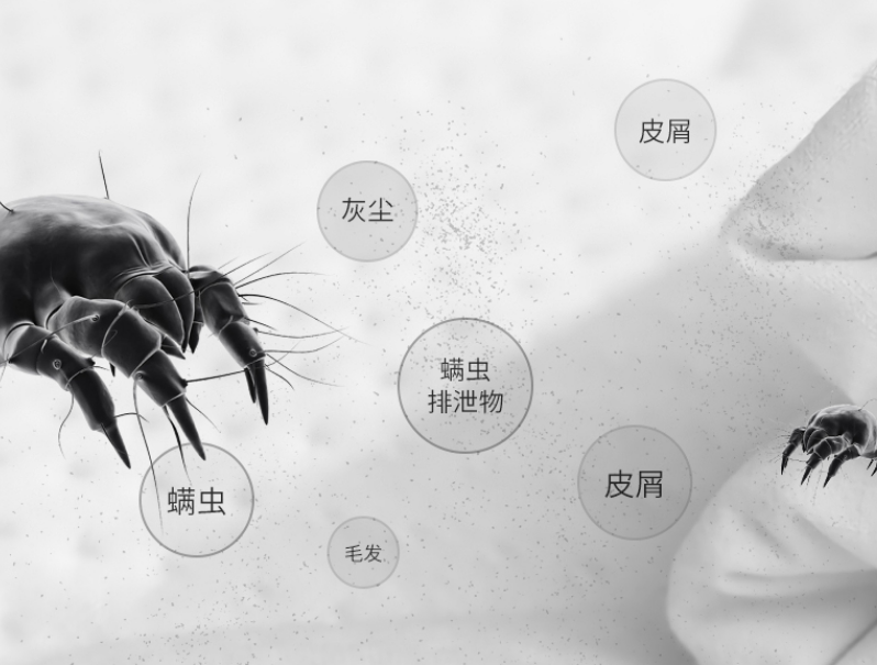 螨虫|床单被单多久洗一次？专家：超过这个时间，已变螨虫窝