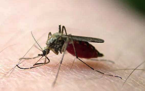 「蚊子」蚊子为什么要吸血，吸的血最后都去哪了？看完涨知识了