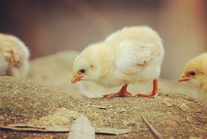 『科学家』如果人类不吃鸡，鸡能活到多少岁？科学家的答案让人难以置信