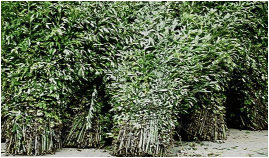 科学家发现一种植物,能在16小时内杀死癌细胞,癌症有希望了?