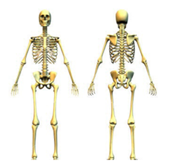 科学家|人由206块骨头组成，而中国人只有204块，缺的地方很独特！