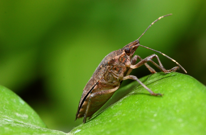 ▲?放屁虫的屁近100℃!原来它的威力这么大,自我保护得太好了