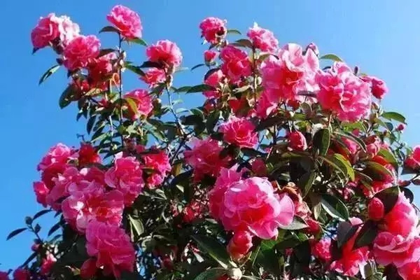 [丽江]丽江游记：来年春天，一起相约玉峰寺赏百年茶花