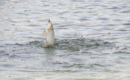 饵料|黑坑钓鱼攻略之钓位、鱼饵的选择——盛世三渔