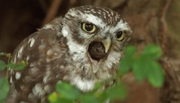 「猫头鹰」猫头鹰会在自己临死前会吐出一个小球,这个球到底有什么含义?