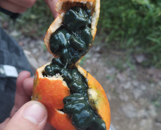 盲区|“朋友跟我说能吃，触及到知识盲区了...”哈哈哈老八调味果酱？